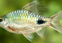 Tìm thấy một giống cá nước ngọt mới ở Sri Lanka Tìm thấy một giống cá nước ngọt mới ở Sri Lanka