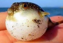 Những phù thủy biến hình trong thế giới tự nhiên