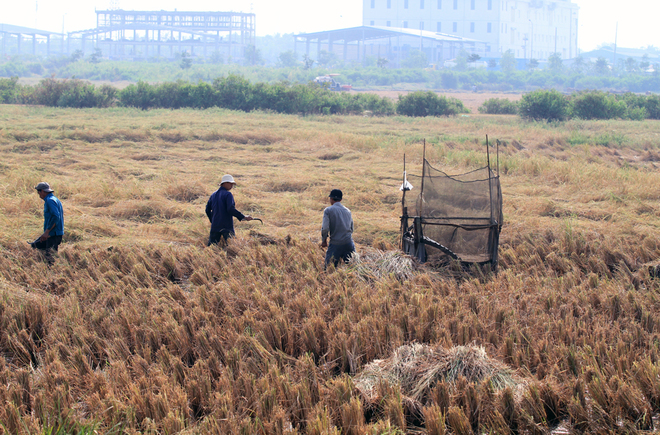 Người miền Tây lên Sài Gòn gặt lúa kiếm tiền tiêu Tết