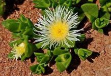 Phát hiện cây nhai giúp giảm stress, hết đói Phát hiện cây nhai giúp giảm stress, hết đói