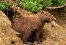 Chuyện khó tin về loài chuột to như lợn ở Nam Mỹ