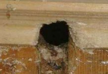 Tại sao lại có chim và chuột ở chung một hang?