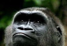 Khỉ đột Phi châu: 98% gien giống gien người