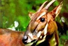 Hơn 72.000 USD bảo tồn Sao La, thú móng guốc Hơn 72.000 USD bảo tồn Sao La, thú móng guốc