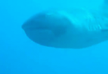 Một sinh vật hiếm vừa xuất hiện ngoài khơi biển Indonesia