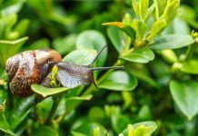 Ném ốc sên đi xa 20m để làm sạch khu vườn của bạn