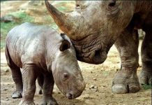 Tê giác có nguy cơ tuyệt chủng cao nhất Tê giác có nguy cơ tuyệt chủng cao nhất