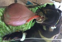 Phẫu thuật cứu gấu đen có lưỡi sưng to như quả bóng