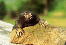 Động vật lưỡng cư có thể đánh hơi dưới nước