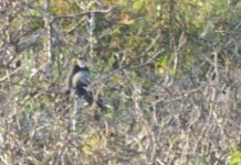 Đồng Nai lần đầu tiên xuất hiện voọc chà vá chân đen