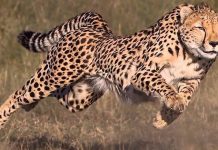 Kích thước giúp báo đốm thành mãnh thú nhanh nhất trên cạn