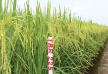 Thái Bình giới thiệu hai giống lúa mới năng suất cao