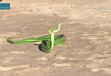 Rắn mamba lục kịch chiến giành bạn tình trên bãi biển