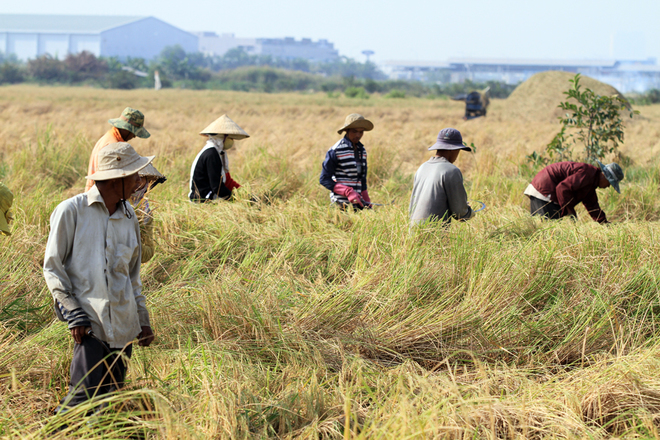 Người miền Tây lên Sài Gòn gặt lúa kiếm tiền tiêu Tết