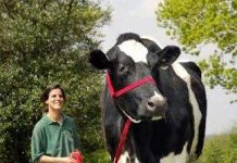 Con bò to như con voi