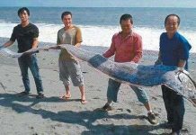 Bắt sống cá mái chèo khổng lồ ở Đài Loan