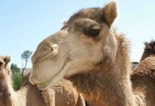 Lạc đà giá gần 1 triệu USD Lạc đà giá gần 1 triệu USD