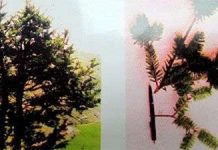 Tìm thấy loài vân sam quý ở Lũng Cú