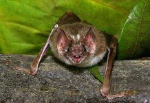 Miễn dịch virus bệnh dại nhờ dơi ma cà rồng