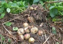 Cách thức mới để trồng khoai tây cho hiệu quả cao