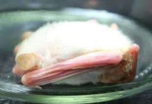 Phát hiện dơi lạ, màu trắng