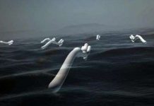 ‘Rắn cao su’: Năng lượng điện từ sóng biển 'Rắn cao su': Năng lượng điện từ sóng biển