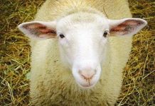 Tìm giống cừu “xanh” ít ợ hơi