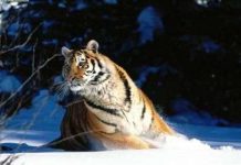 Trung Quốc thụ tinh nhân tạo cho hổ Siberia