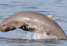 Cá heo sông Mekong bên bờ tuyệt chủng