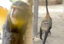 Phát hiện khỉ nhiều màu sặc sỡ Phát hiện khỉ nhiều màu sặc sỡ