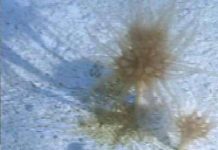 Cách nhìn mới về sự tiến hóa của động vật