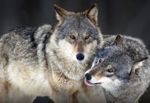 10 sự thật về động vật mà chắc là bạn chưa nghe thấy bao giờ đâu