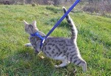 Tư thế đuôi tiết lộ tâm trạng của mèo