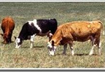 Mô hình dự báo nhiệt cho gia súc