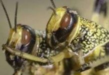 Vì sao châu chấu bay theo đàn?