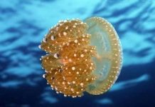 8 dấu hiệu thiên nhiên đang ‘đau nặng’ 8 dấu hiệu thiên nhiên đang 'đau nặng'