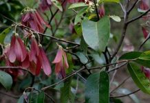 Khoảng 50% mẫu vật lịch sử tự nhiên có thể đang bị đánh sai tên