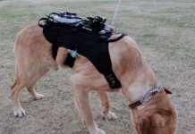 Chó cứu hộ mặc áo công nghệ cao