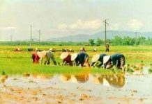 Giống lúa lai B-TE1 phát huy ưu thế kháng bạc lá