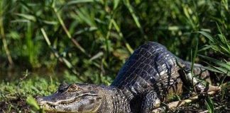 Các sinh vật đột biến kỳ lạ