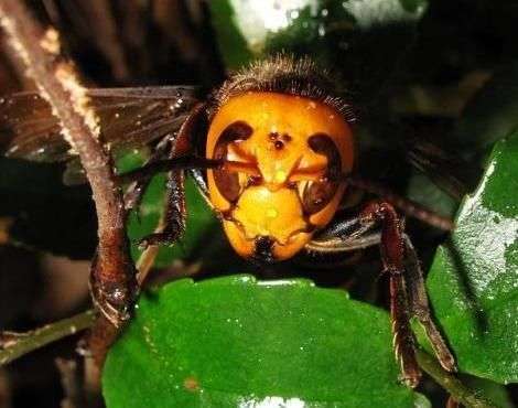 Chân dung ong khổng lồ giết người hàng loạt ở châu Á