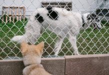 Có thể thuần hóa chó sói thân thiện như chó nhà?