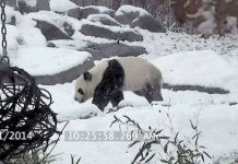 Gấu trúc “phát cuồng” khi lần đầu nhìn thấy tuyết