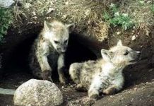 Loài linh cẩu đốm thừa hưởng tính hung hãn từ… mẹ Loài linh cẩu đốm thừa hưởng tính hung hãn từ... mẹ