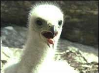 Ireland: chim ưng vàng “trở lại” sau 100 năm Ireland: chim ưng vàng "trở lại" sau 100 năm