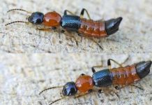 Giải oan cho kiến ba khoang Giải oan cho kiến ba khoang