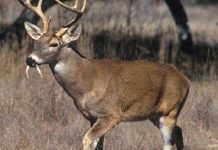 Điểm danh những loài vật có hình dạng như nhân vật thần thoại