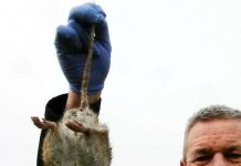 Xác chuột dài nửa mét khiến người Anh hoang mang Xác chuột dài nửa mét khiến người Anh hoang mang