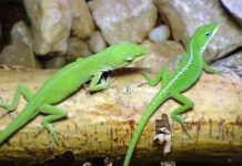 Giải mã hiện tượng thằn lằn mọc lại đuôi Giải mã hiện tượng thằn lằn mọc lại đuôi