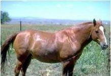 Lập trạm quan sát động đất trong sở thú